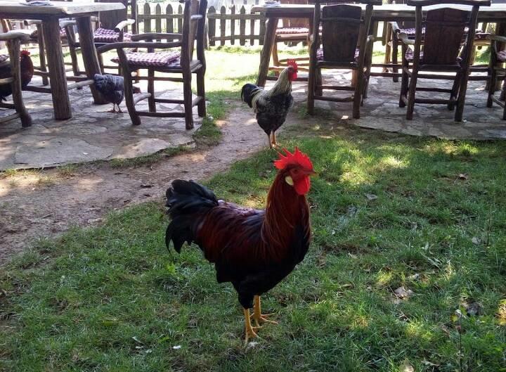Farm Stay Cardaklije คูเลนวาคูฟ ภายนอก รูปภาพ
